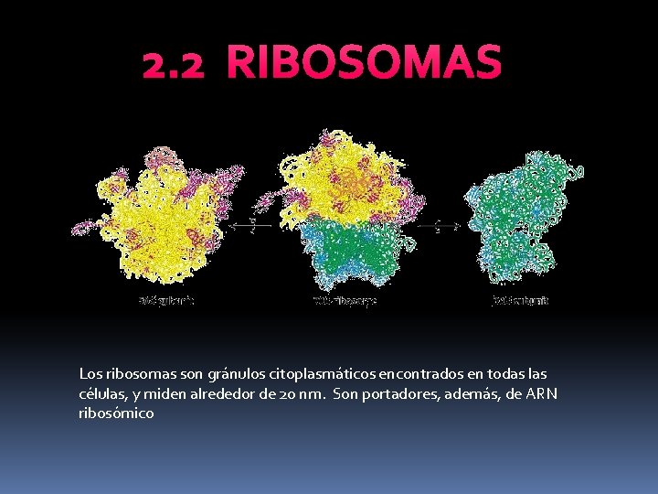 2. 2 RIBOSOMAS Los ribosomas son gránulos citoplasmáticos encontrados en todas las células, y