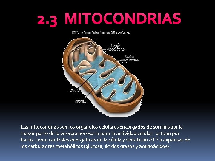 2. 3 MITOCONDRIAS Las mitocondrias son los orgánulos celulares encargados de suministrar la mayor