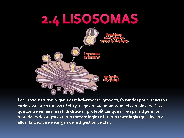 2. 4 LISOSOMAS Los lisosomas son orgánulos relativamente grandes, formados por el retículos endoplasmático