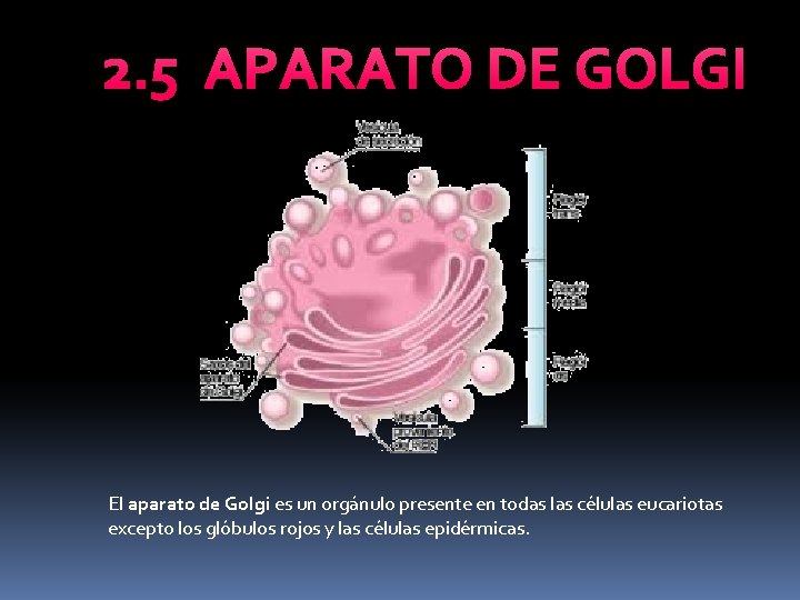 2. 5 APARATO DE GOLGI El aparato de Golgi es un orgánulo presente en