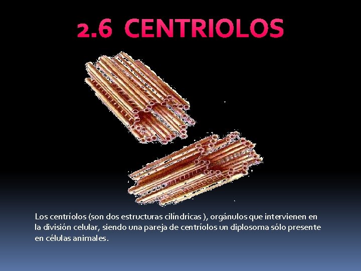 2. 6 CENTRIOLOS Los centríolos (son dos estructuras cilíndricas ), orgánulos que intervienen en