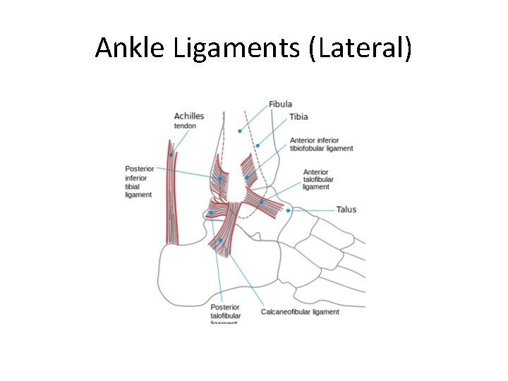 Ankle Ligaments (Lateral) 