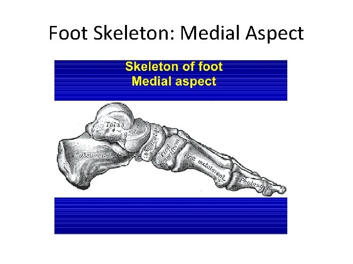 Foot Skeleton: Medial Aspect 