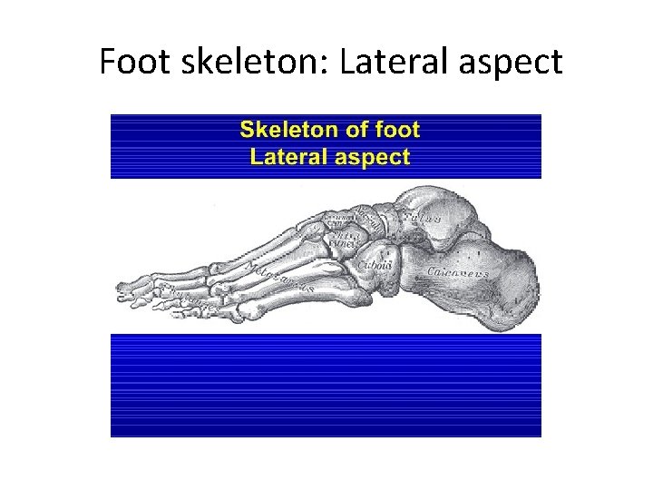 Foot skeleton: Lateral aspect 