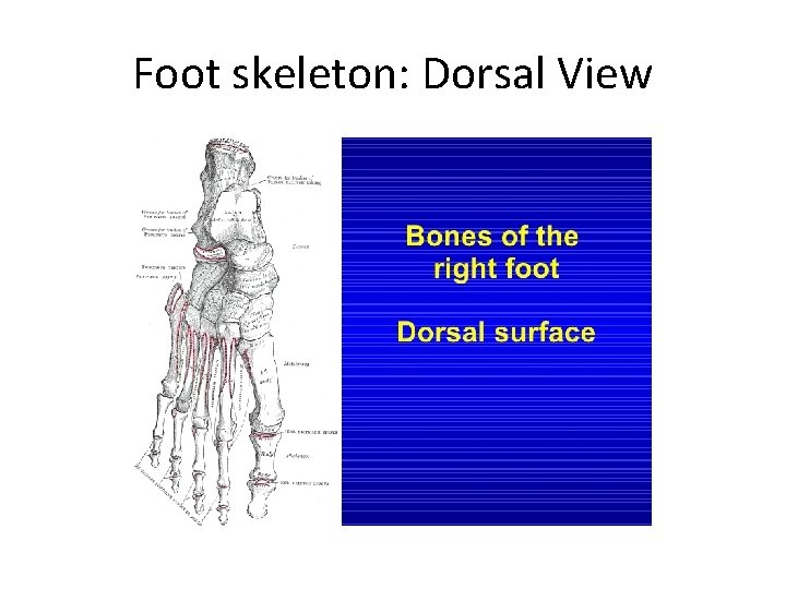 Foot skeleton: Dorsal View 