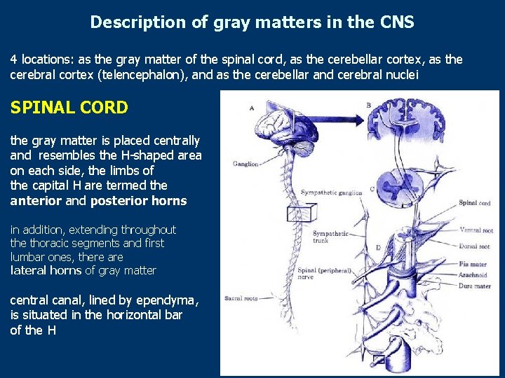 Description of gray matters in the CNS 4 locations: as the gray matter of