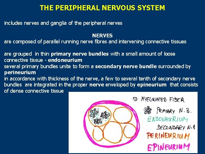 THE PERIPHERAL NERVOUS SYSTEM includes nerves and ganglia of the peripheral nerves NERVES are