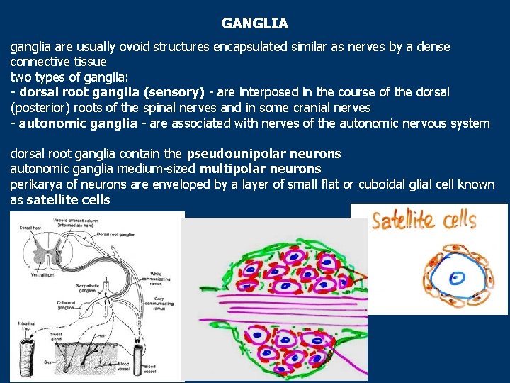 GANGLIA ganglia are usually ovoid structures encapsulated similar as nerves by a dense connective