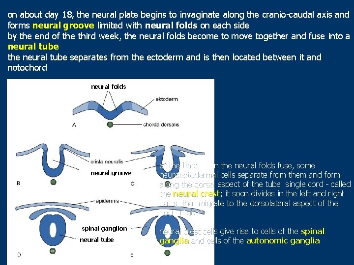 on about day 18, the neural plate begins to invaginate along the cranio-caudal axis