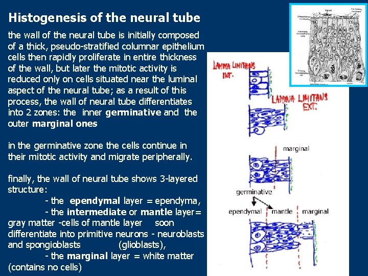 Histogenesis of the neural tube the wall of the neural tube is initially composed