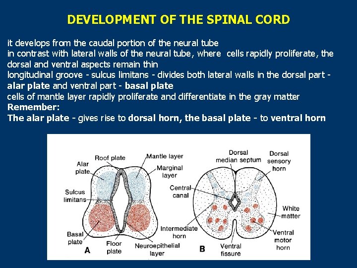 DEVELOPMENT OF THE SPINAL CORD it develops from the caudal portion of the neural