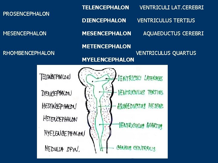 PROSENCEPHALON MESENCEPHALON RHOMBENCEPHALON TELENCEPHALON DIENCEPHALON MESENCEPHALON METENCEPHALON MYELENCEPHALON VENTRICULI LAT. CEREBRI VENTRICULUS TERTIUS AQUAEDUCTUS