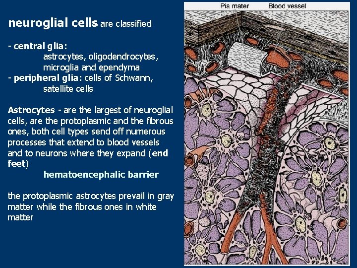 neuroglial cells are classified - central glia: astrocytes, oligodendrocytes, microglia and ependyma - peripheral