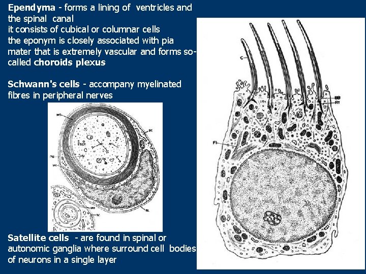 Ependyma - forms a lining of ventricles and the spinal canal it consists of