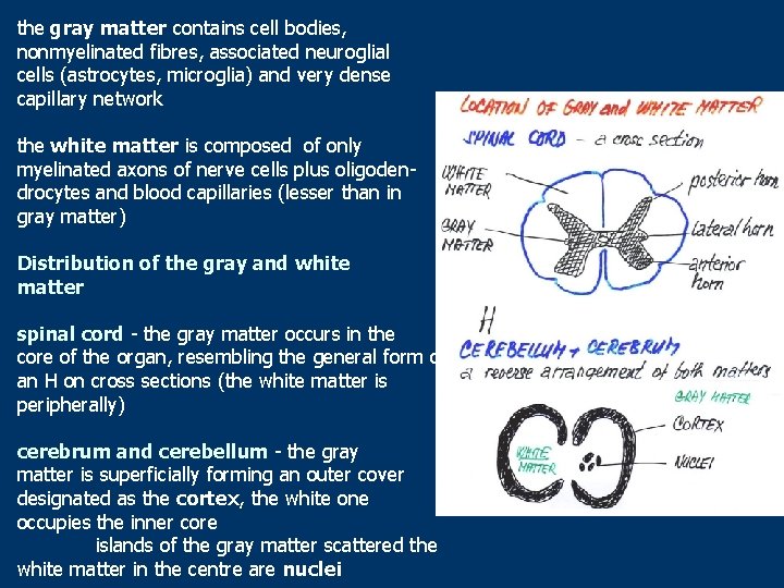 the gray matter contains cell bodies, nonmyelinated fibres, associated neuroglial cells (astrocytes, microglia) and