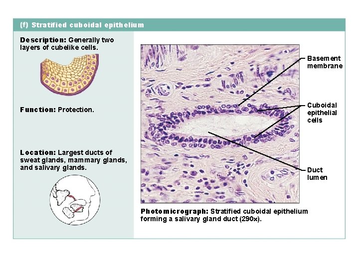 Stratified cuboidal epithelium Description: Generally two layers of cubelike cells. Basement membrane Function: Protection.