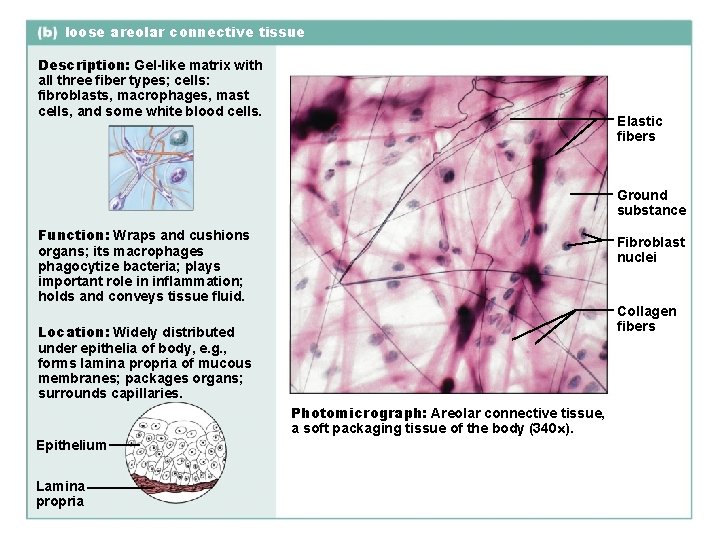 loose areolar connective tissue Description: Gel-like matrix with all three fiber types; cells: fibroblasts,