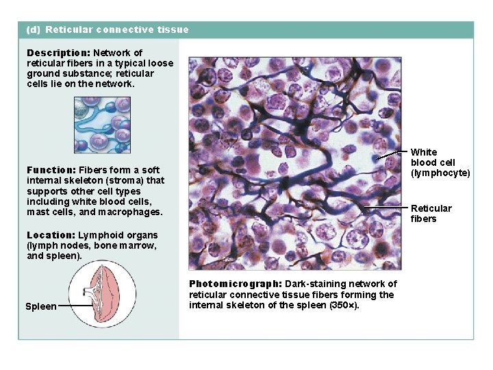 Reticular connective tissue Description: Network of reticular fibers in a typical loose ground substance;