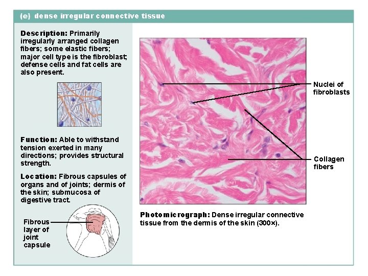 dense irregular connective tissue Description: Primarily irregularly arranged collagen fibers; some elastic fibers; major