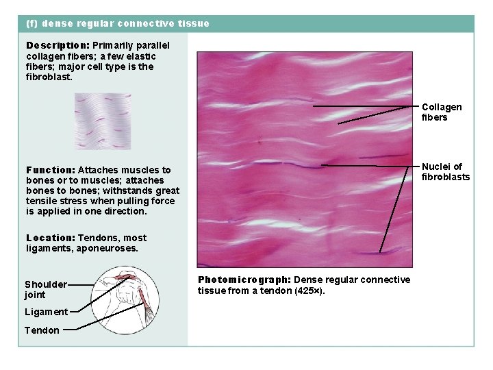 dense regular connective tissue Description: Primarily parallel collagen fibers; a few elastic fibers; major