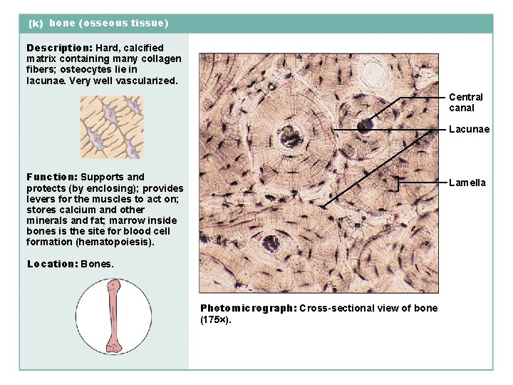 bone (osseous tissue) Description: Hard, calcified matrix containing many collagen fibers; osteocytes lie in