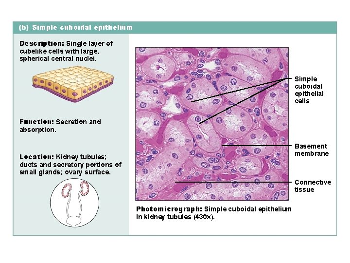 Simple cuboidal epithelium Description: Single layer of cubelike cells with large, spherical central nuclei.