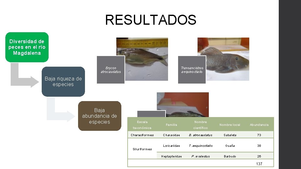 RESULTADOS Diversidad de peces en el río Magdalena Brycon atrocaudatus Transancistrus aequinoctialis Baja riqueza