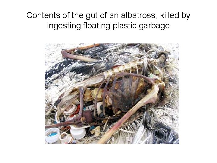 Contents of the gut of an albatross, killed by ingesting floating plastic garbage 