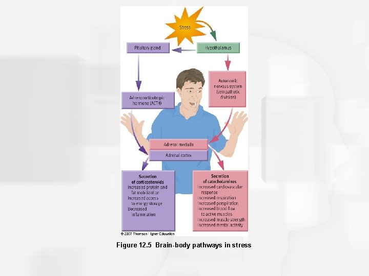 Figure 12. 5 Brain-body pathways in stress 