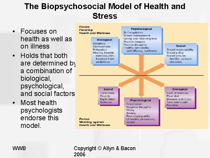 The Biopsychosocial Model of Health and Stress • Focuses on health as well as