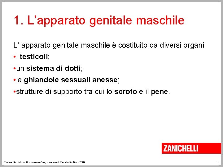 1. L’apparato genitale maschile L’ apparato genitale maschile è costituito da diversi organi •