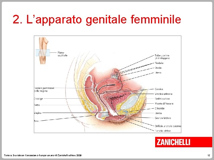 2. L’apparato genitale femminile Tortora, Derrickson Conosciamo il corpo umano © Zanichelli editore 2009