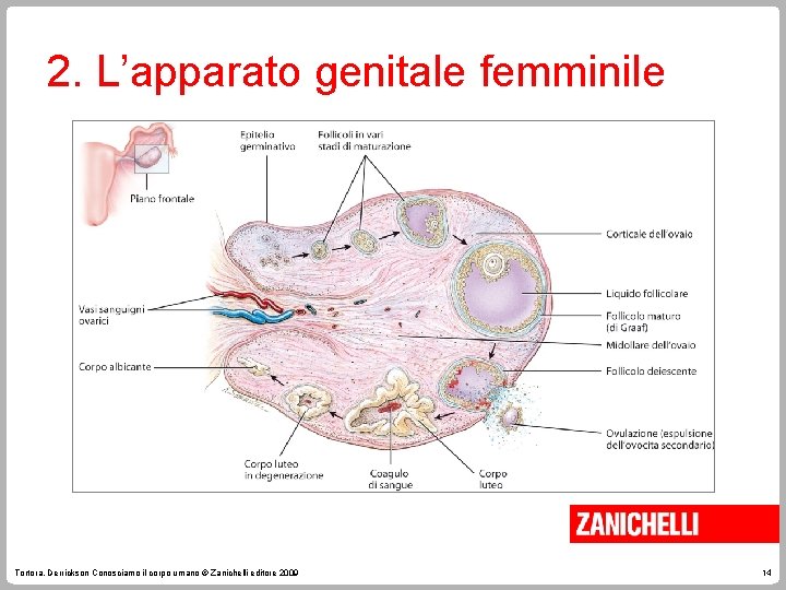 2. L’apparato genitale femminile Tortora, Derrickson Conosciamo il corpo umano © Zanichelli editore 2009