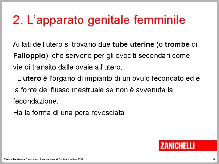 2. L’apparato genitale femminile Ai lati dell’utero si trovano due tube uterine (o trombe