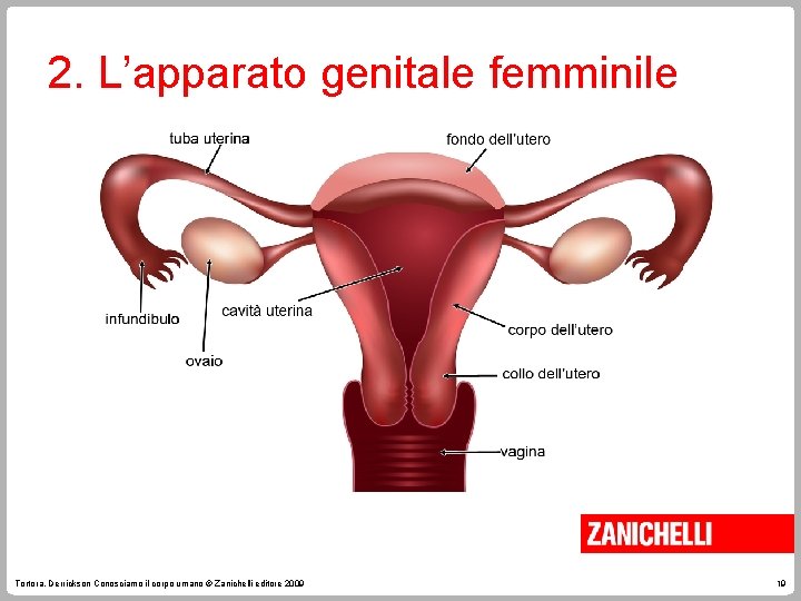 2. L’apparato genitale femminile Tortora, Derrickson Conosciamo il corpo umano © Zanichelli editore 2009