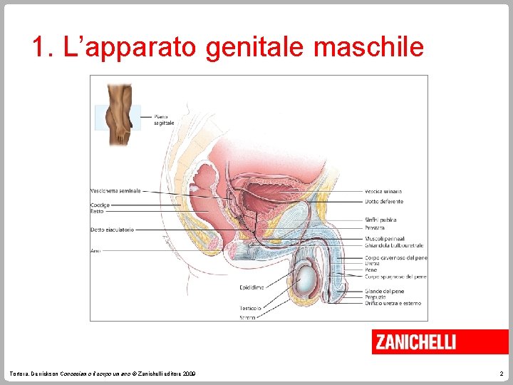 1. L’apparato genitale maschile Tortora, Derrickson Conosciamo il corpo umano © Zanichelli editore 2009