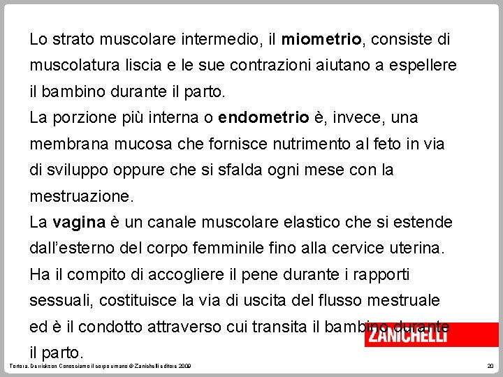 Lo strato muscolare intermedio, il miometrio, consiste di muscolatura liscia e le sue contrazioni