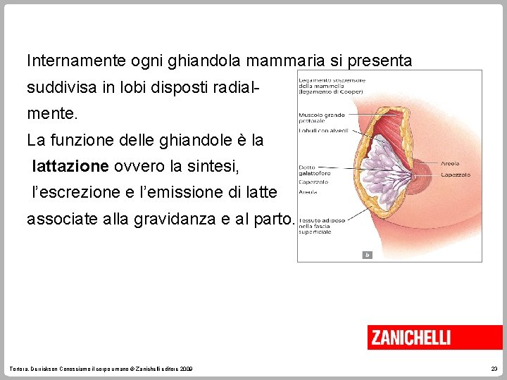 Internamente ogni ghiandola mammaria si presenta suddivisa in lobi disposti radialmente. La funzione delle