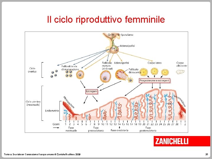 Il ciclo riproduttivo femminile Tortora, Derrickson Conosciamo il corpo umano © Zanichelli editore 2009