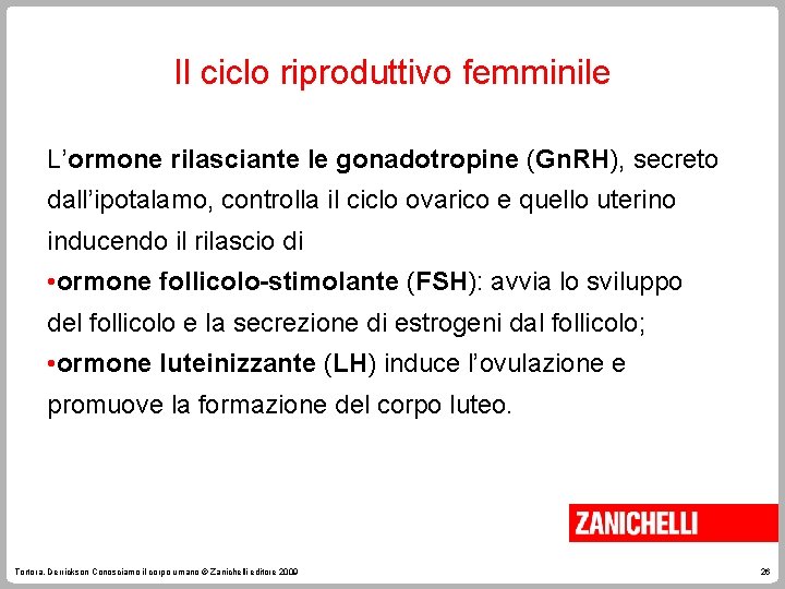 Il ciclo riproduttivo femminile L’ormone rilasciante le gonadotropine (Gn. RH), secreto dall’ipotalamo, controlla il