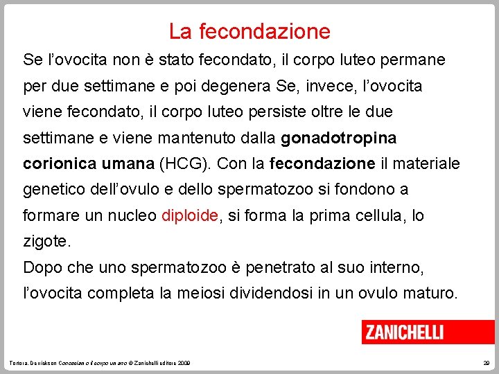 La fecondazione Se l’ovocita non è stato fecondato, il corpo luteo permane per due