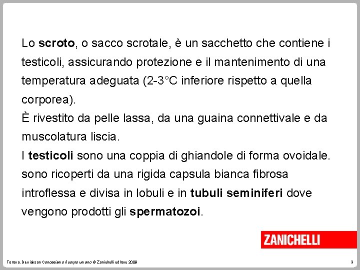 Lo scroto, o sacco scrotale, è un sacchetto che contiene i testicoli, assicurando protezione