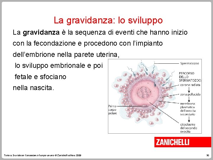 La gravidanza: lo sviluppo La gravidanza è la sequenza di eventi che hanno inizio