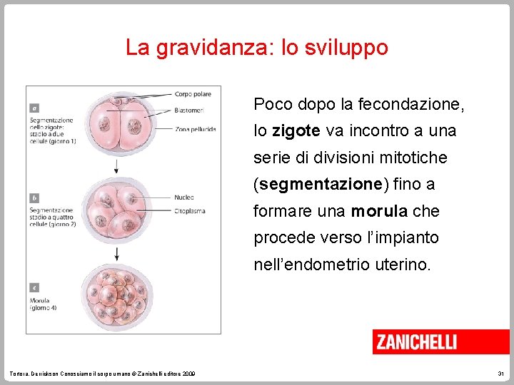 La gravidanza: lo sviluppo Poco dopo la fecondazione, lo zigote va incontro a una