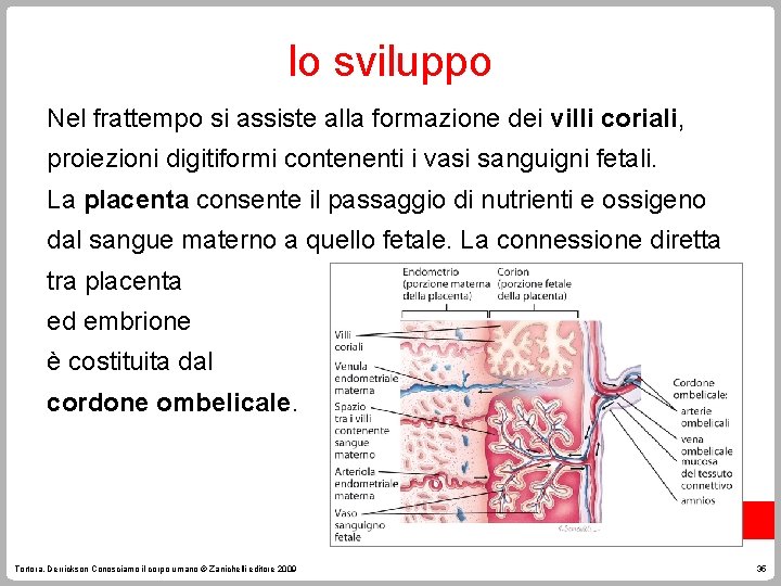 lo sviluppo Nel frattempo si assiste alla formazione dei villi coriali, proiezioni digitiformi contenenti