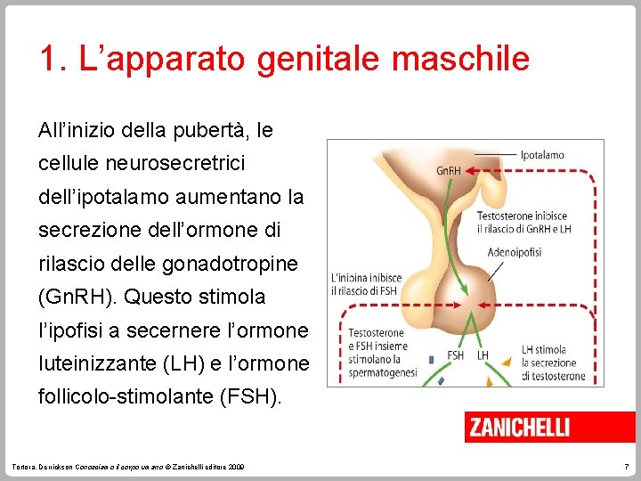 1. L’apparato genitale maschile All’inizio della pubertà, le cellule neurosecretrici dell’ipotalamo aumentano la secrezione