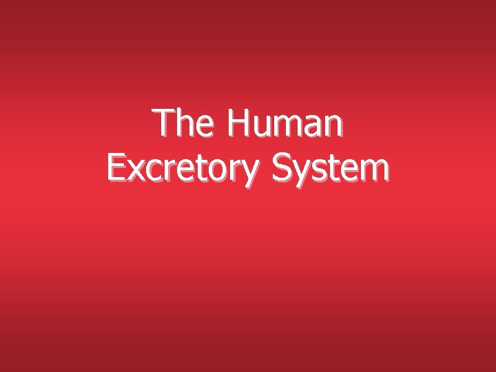 The Human Excretory System The Human Excretory System