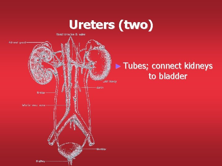 Ureters (two) ► Tubes; connect kidneys to bladder Ureters (two) ► Tubes; connect kidneys to bladder