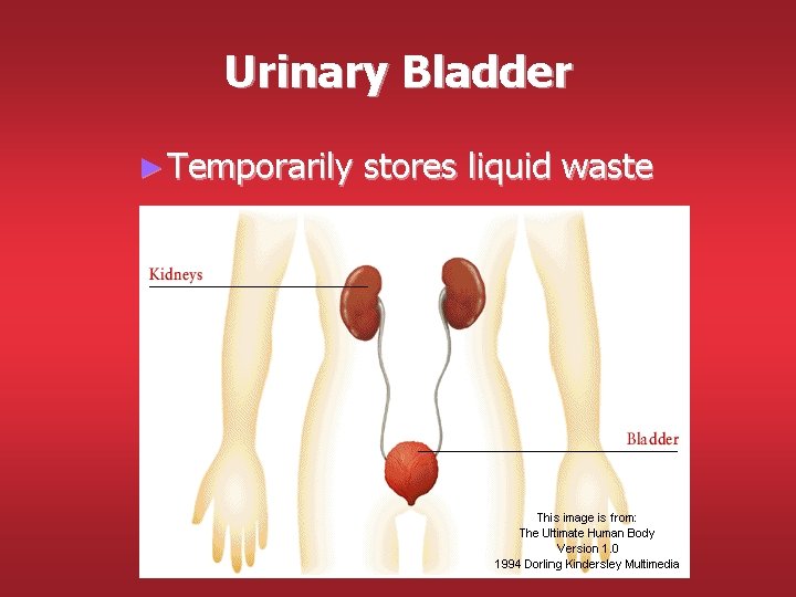 Urinary Bladder ► Temporarily stores liquid waste Urinary Bladder ► Temporarily stores liquid waste