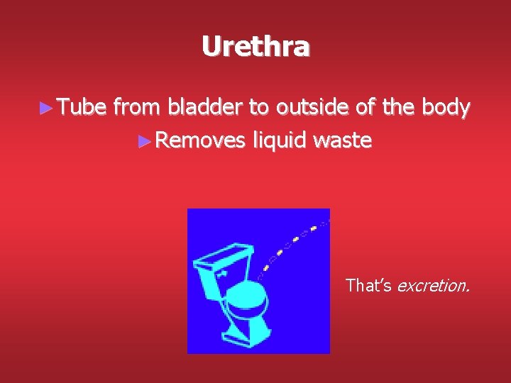 Urethra ► Tube from bladder to outside of the body ► Removes liquid waste Urethra ► Tube from bladder to outside of the body ► Removes liquid waste